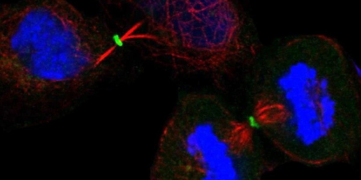 Bridging the Translational Gap in Immuno-Oncology: The Synergy of Humanized and CDX Mouse Models